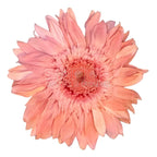 Gerbera Criogenata Roz Verdissimo (dia. 8-9,5 cm) - Depozitul de Criogenati