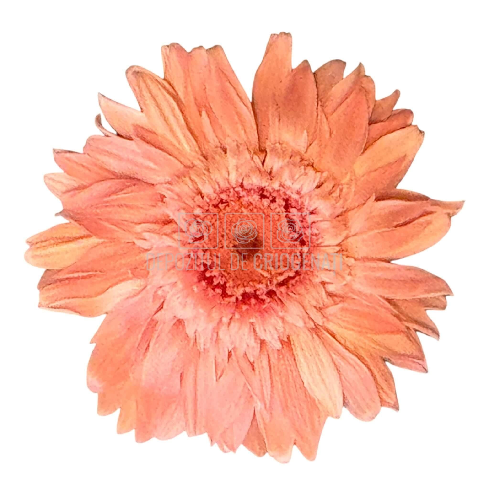 Gerbera Criogenata Roz Verdissimo (dia. 8-9,5 cm) - Depozitul de Criogenati