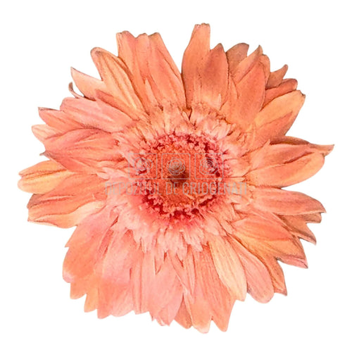 Gerbera Criogenata Roz Verdissimo (dia. 8-9,5 cm) - Depozitul de Criogenati