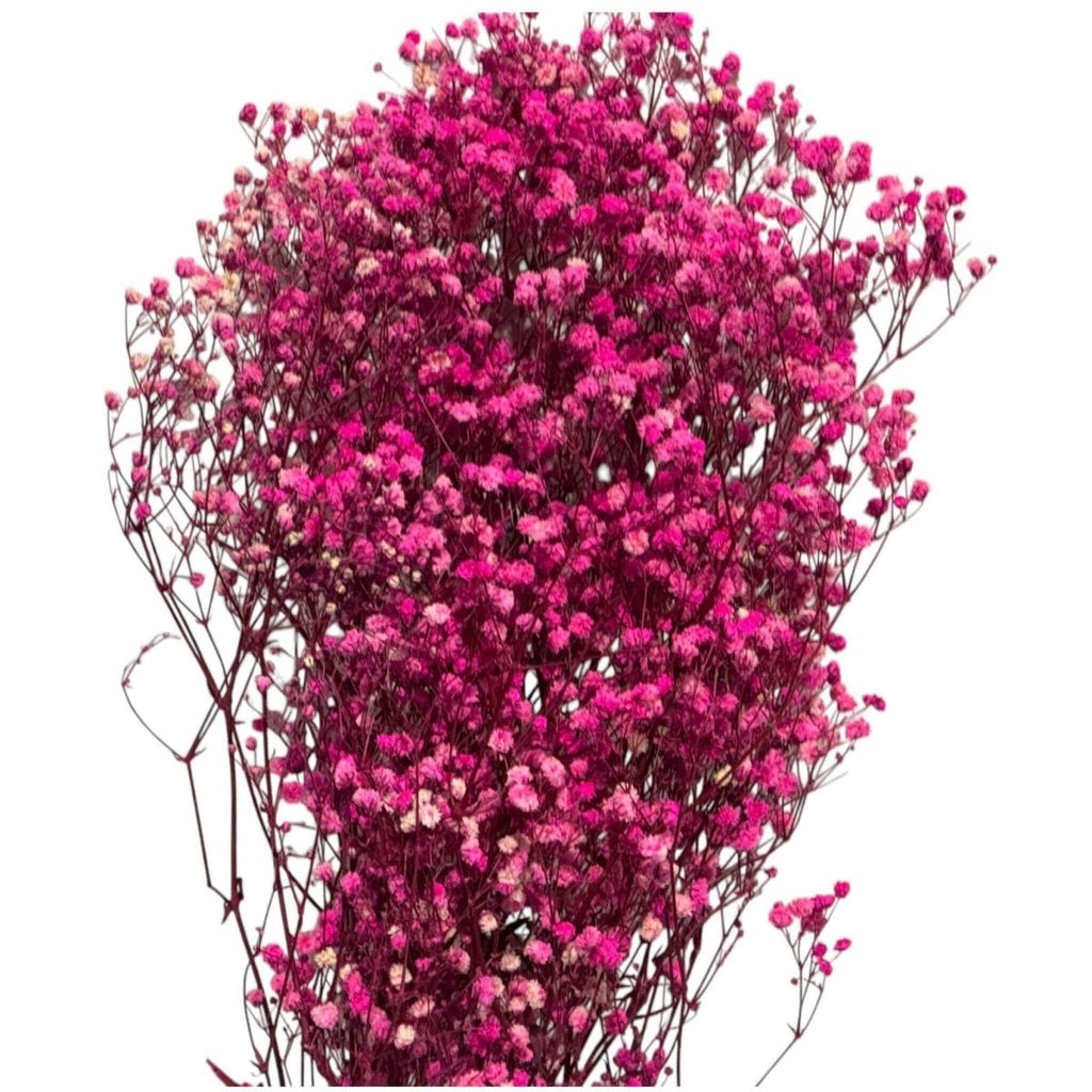 Gypsofila Bright Pink (Buchet Criogenat) - DepozituldeCriogenati.ro
