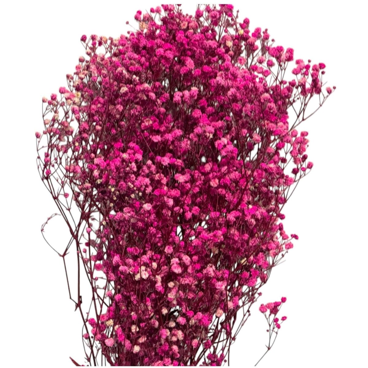 Gypsofila Bright Pink (Buchet Criogenat) - DepozituldeCriogenati.ro