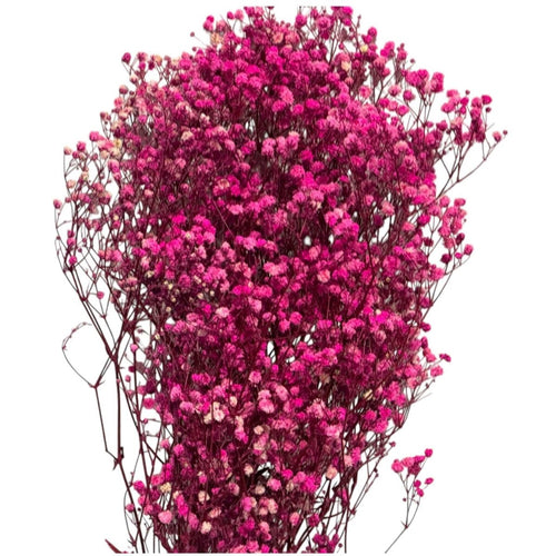 Gypsofila Bright Pink (Buchet Criogenat) - DepozituldeCriogenati.ro