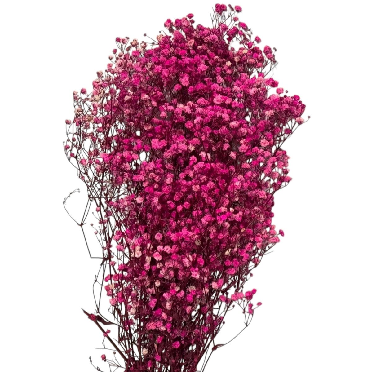 Gypsofila Bright Pink (Buchet Criogenat) - DepozituldeCriogenati.ro