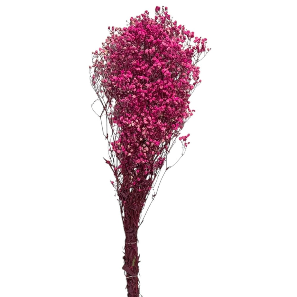 Gypsofila Bright Pink (Buchet Criogenat) - DepozituldeCriogenati.ro