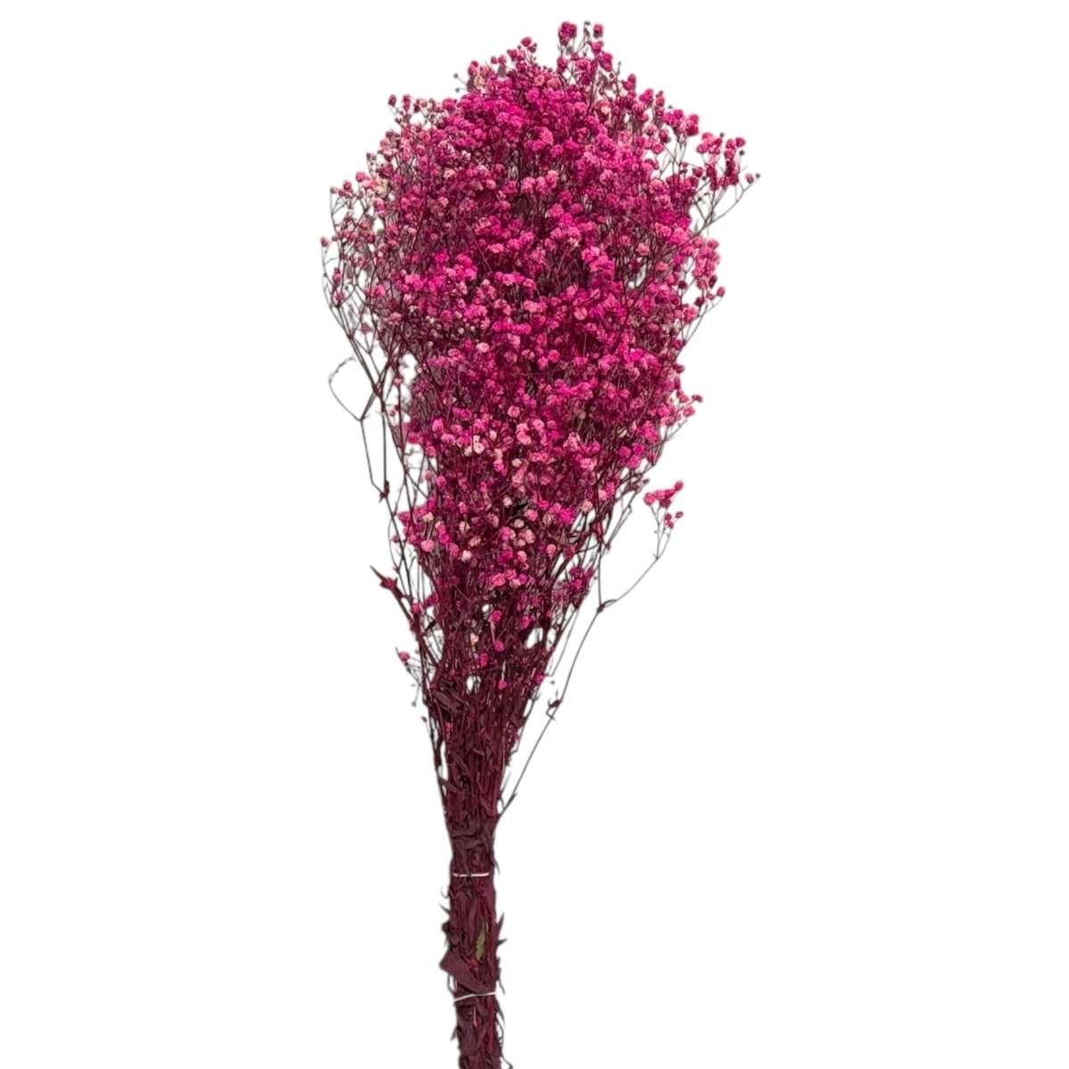 Gypsofila Bright Pink (Buchet Criogenat) - DepozituldeCriogenati.ro