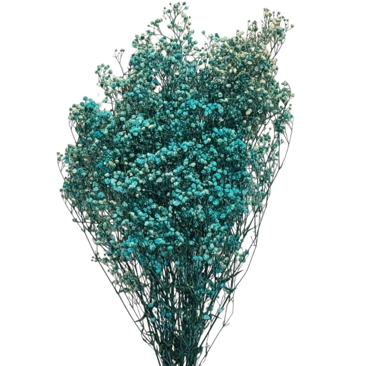 Gypsofila Light Blue (Buchet Criogenat) - DepozituldeCriogenati.ro