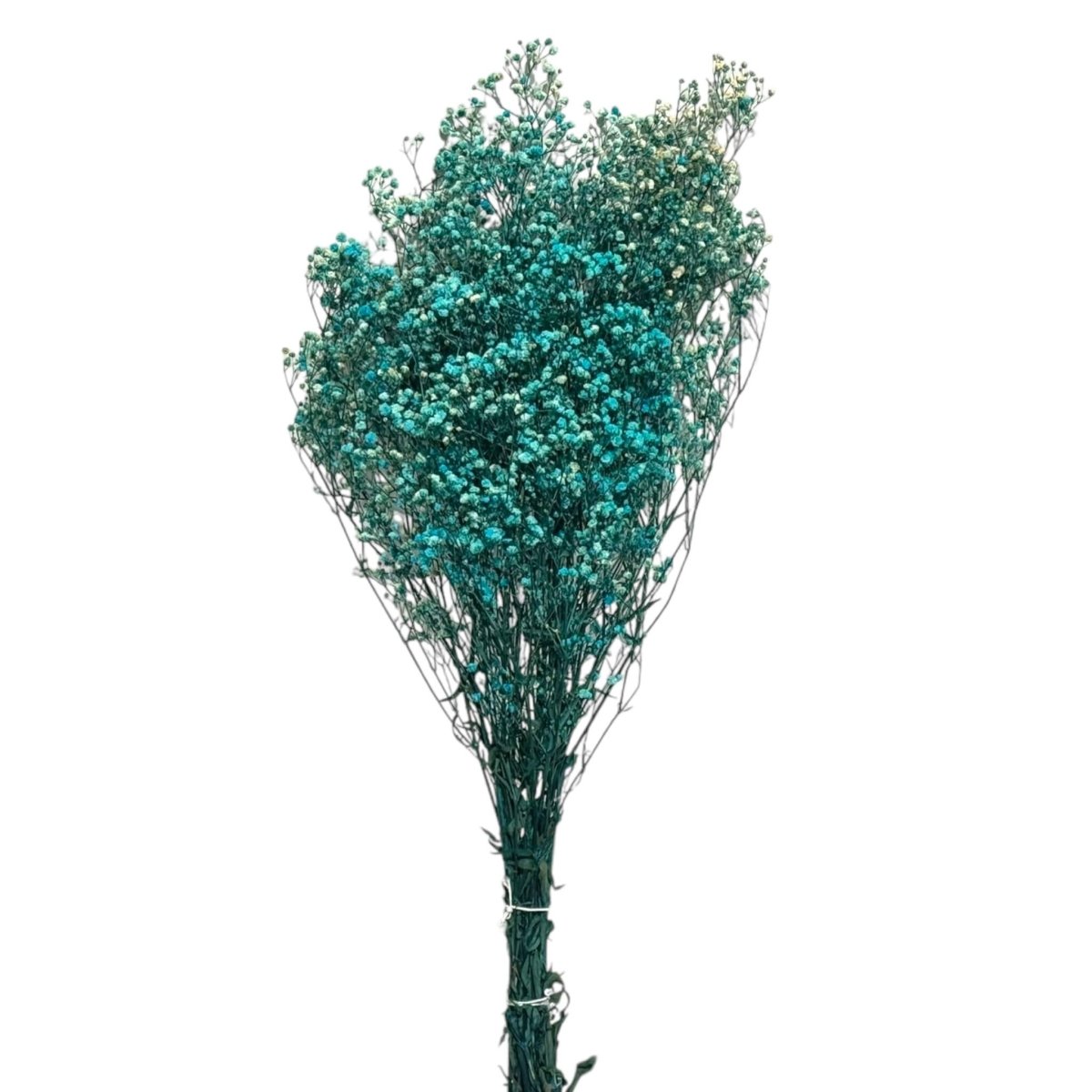 Gypsofila Light Blue (Buchet Criogenat) - DepozituldeCriogenati.ro