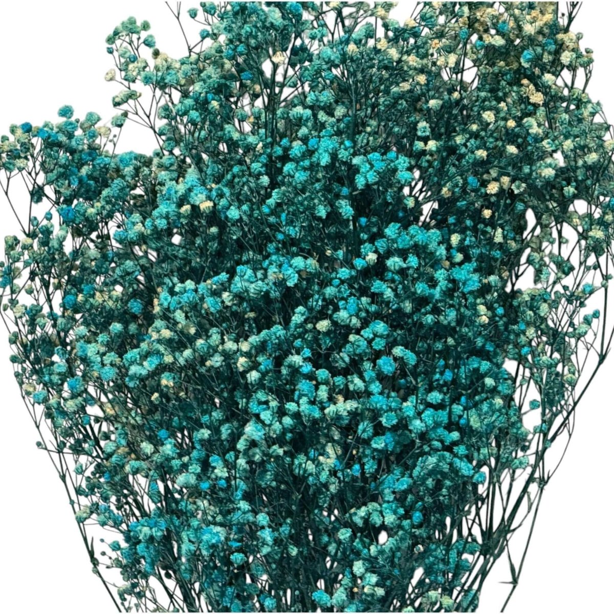 Gypsofila Light Blue (Buchet Criogenat) - DepozituldeCriogenati.ro