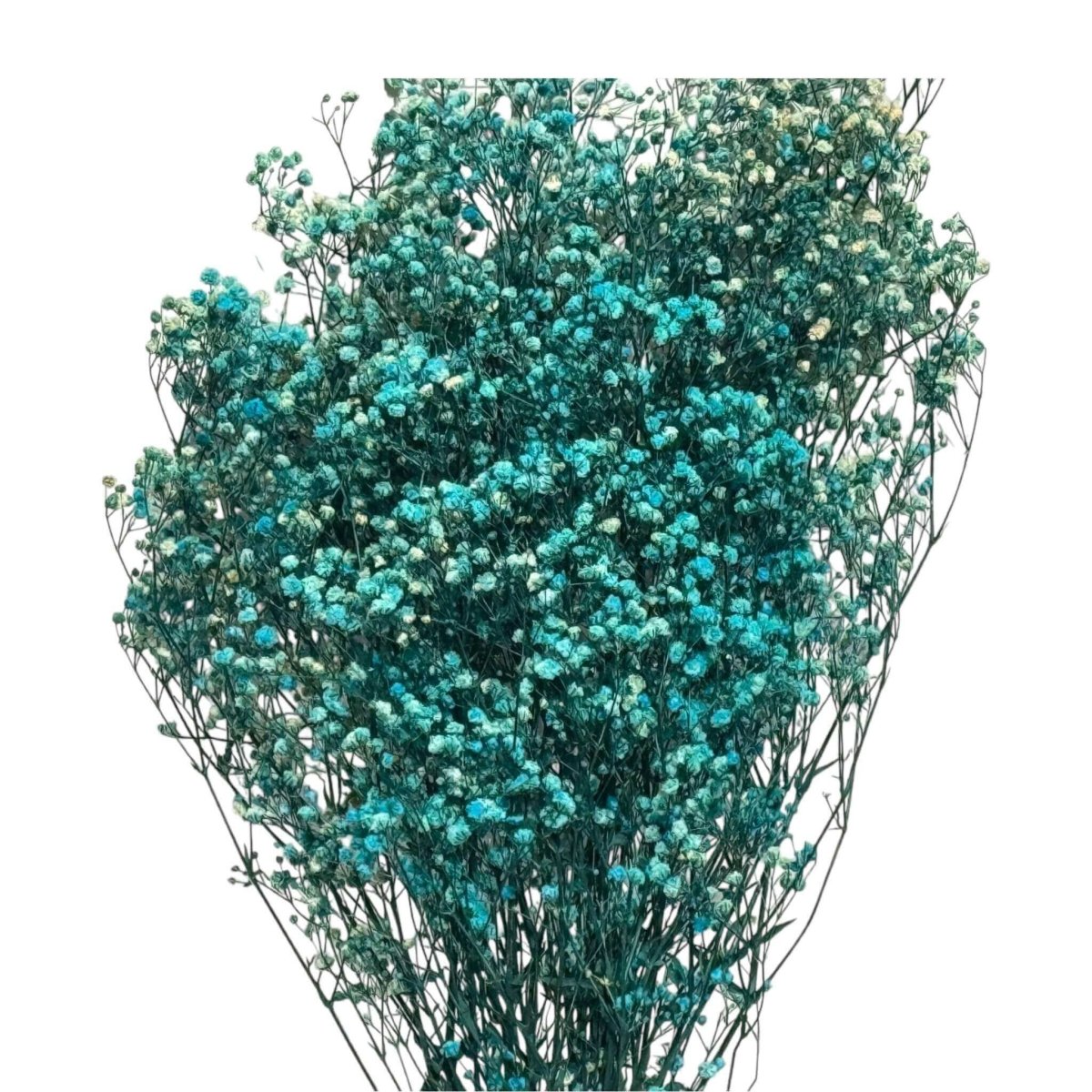 Gypsofila Light Blue (Buchet Criogenat) - DepozituldeCriogenati.ro