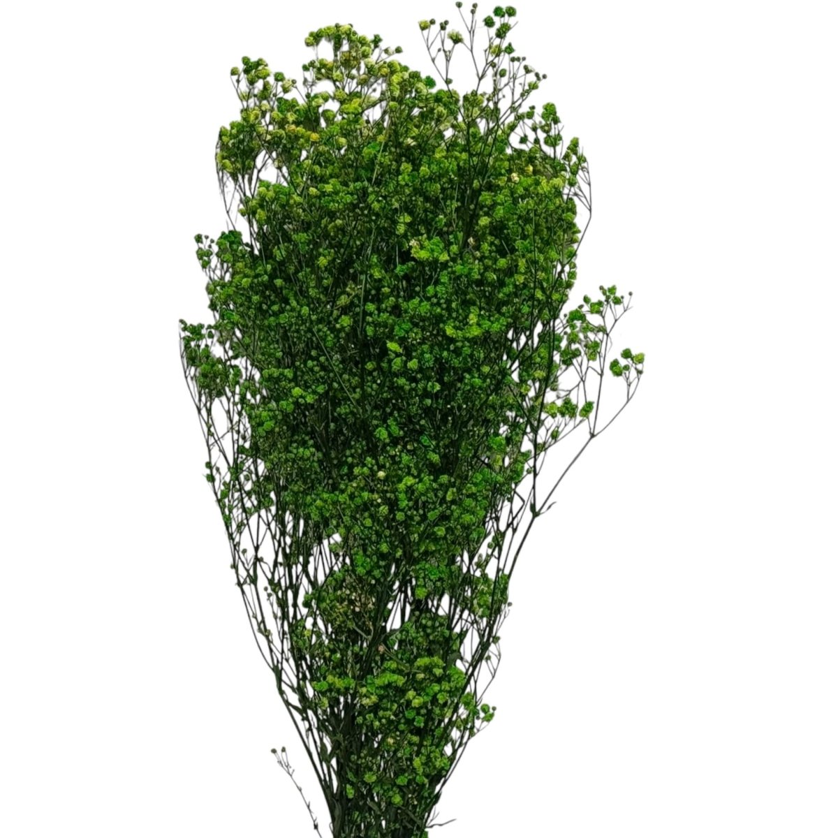 Gypsofila Lime Green (Buchet Criogenat) - DepozituldeCriogenati.ro