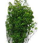 Gypsofila Lime Green (Buchet Criogenat) - DepozituldeCriogenati.ro