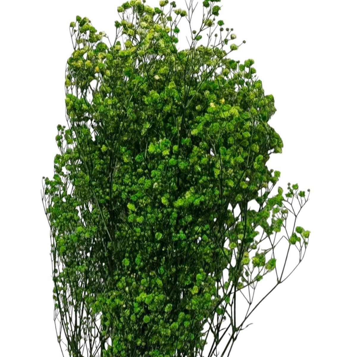 Gypsofila Lime Green (Buchet Criogenat) - DepozituldeCriogenati.ro