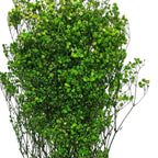 Gypsofila Lime Green (Buchet Criogenat) - DepozituldeCriogenati.ro