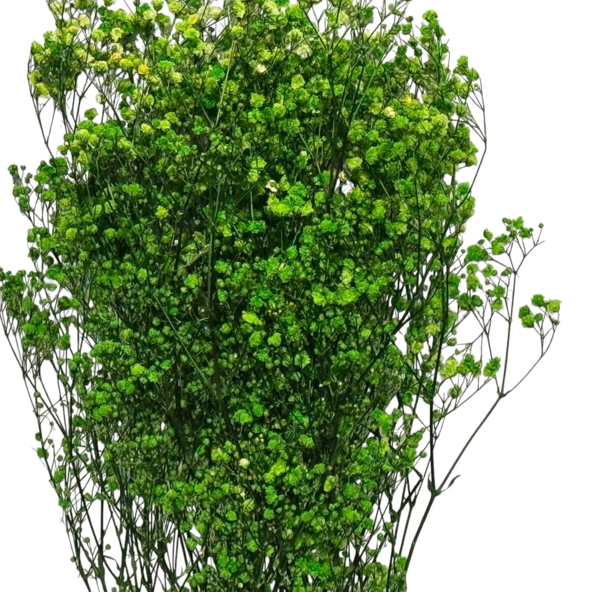 Gypsofila Lime Green (Buchet Criogenat) - DepozituldeCriogenati.ro