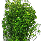 Gypsofila Lime Green (Buchet Criogenat) - DepozituldeCriogenati.ro