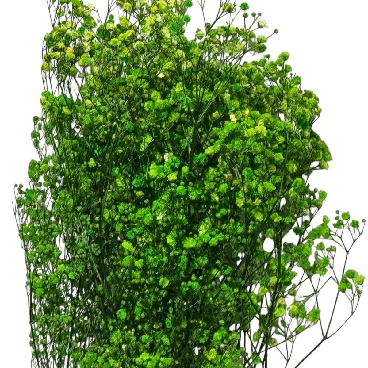 Gypsofila Lime Green (Buchet Criogenat) - DepozituldeCriogenati.ro
