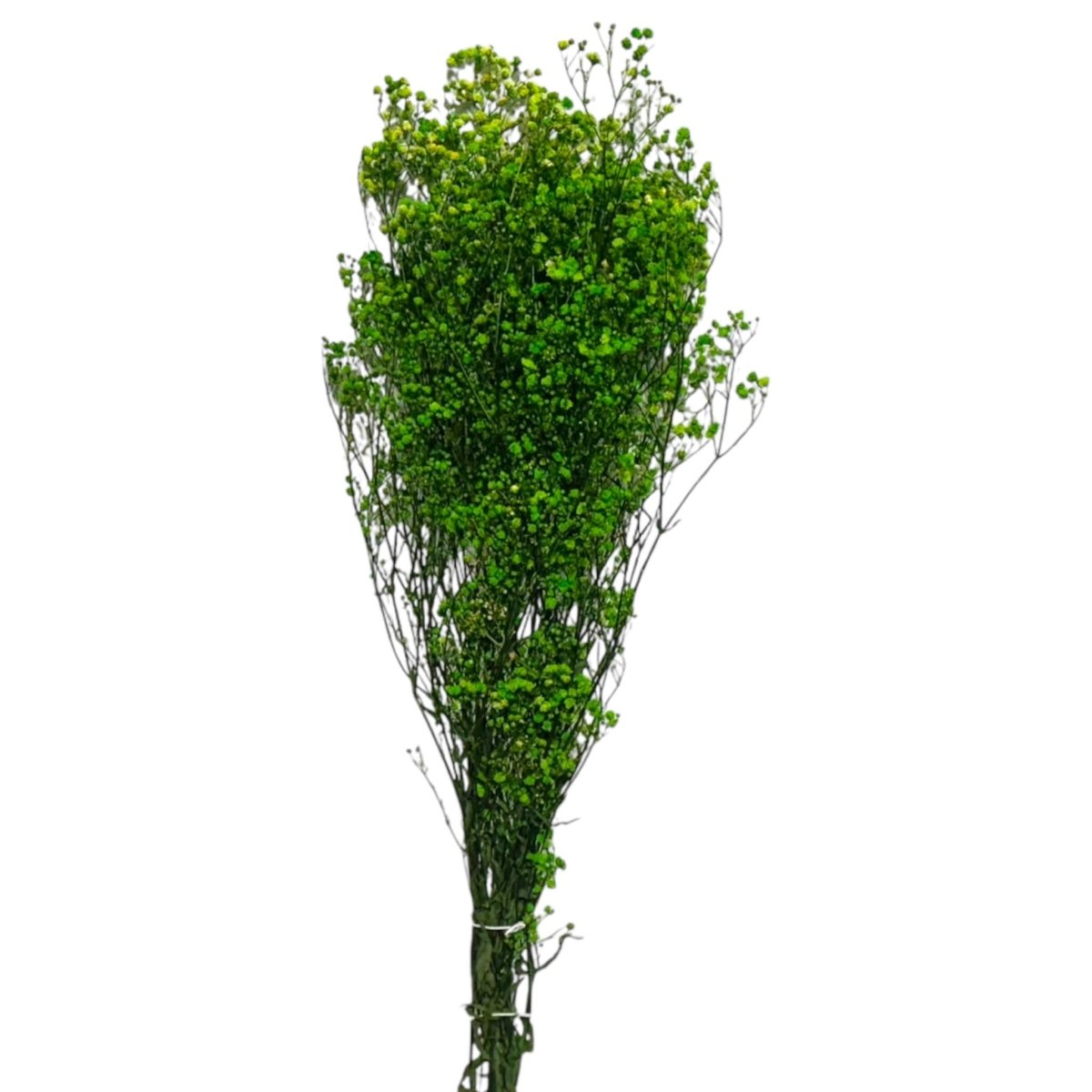 Gypsofila Lime Green (Buchet Criogenat) - DepozituldeCriogenati.ro