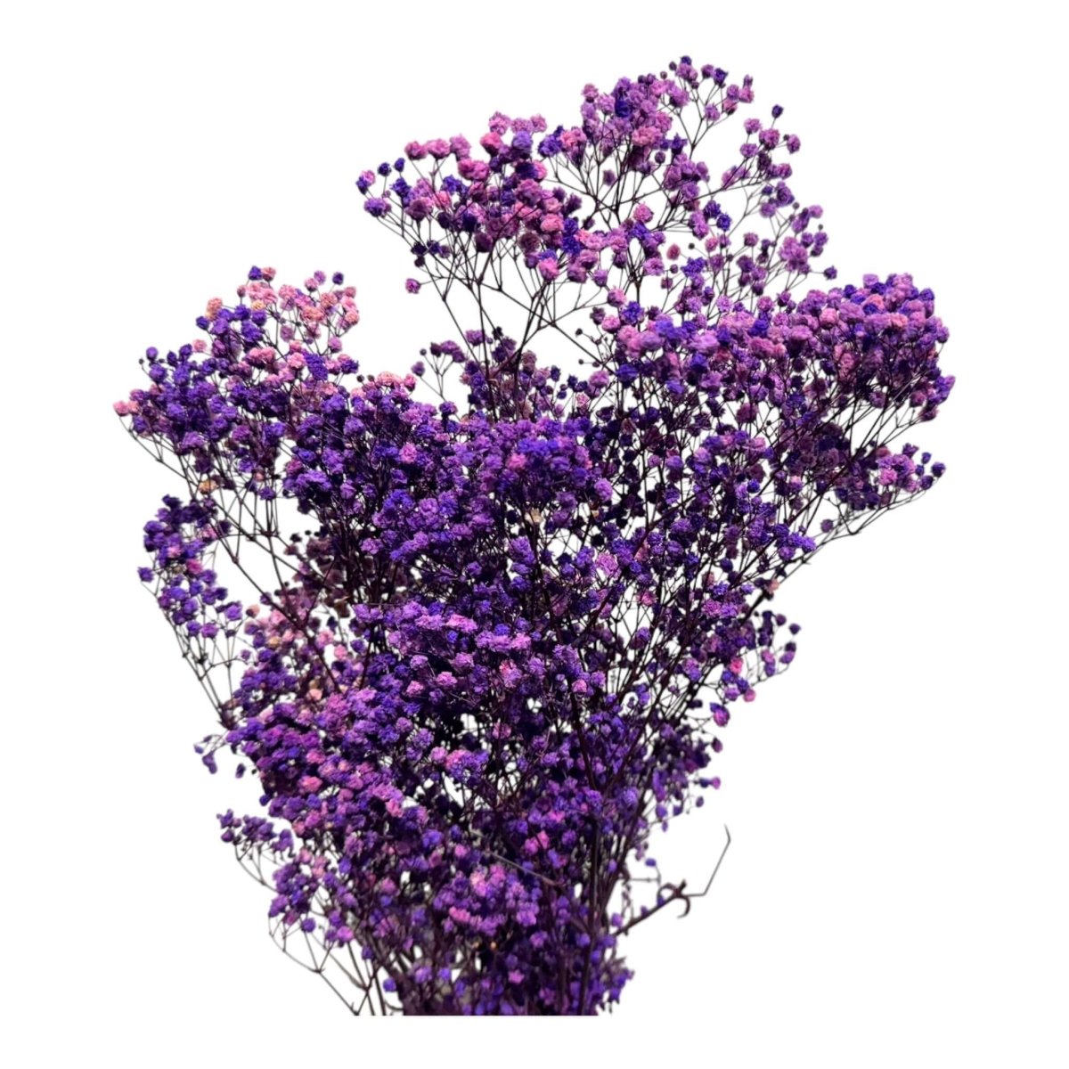 Gypsofila Purple (Buchet Criogenat) - DepozituldeCriogenati.ro