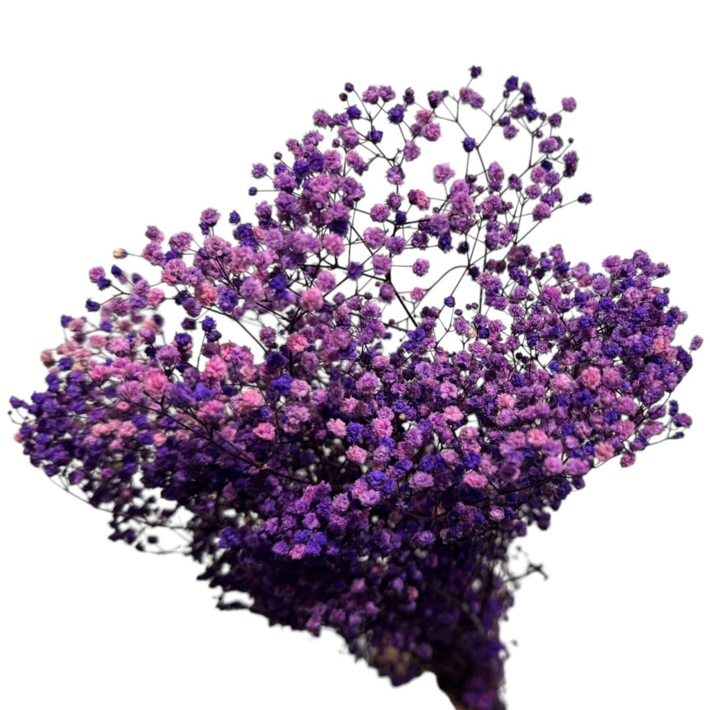 Gypsofila Purple (Buchet Criogenat) - DepozituldeCriogenati.ro