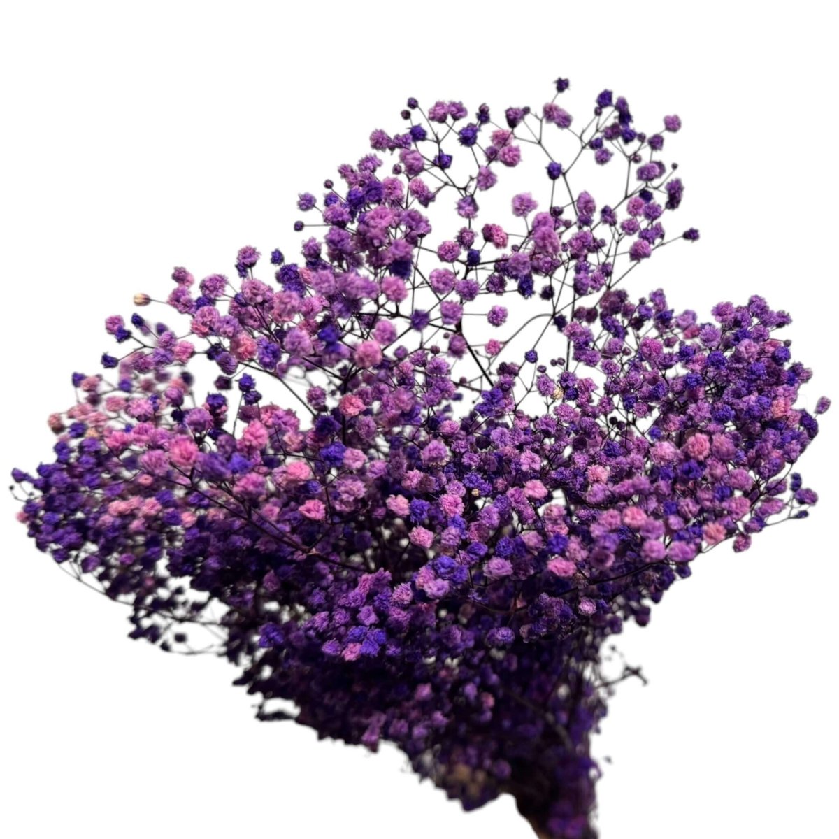 Gypsofila Purple (Buchet Criogenat) - DepozituldeCriogenati.ro