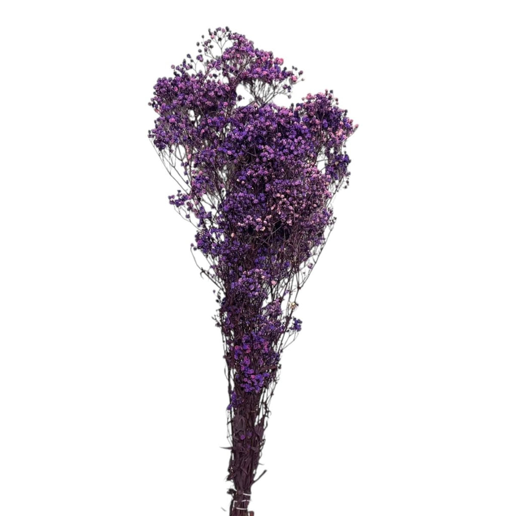 Gypsofila Purple (Buchet Criogenat) - DepozituldeCriogenati.ro