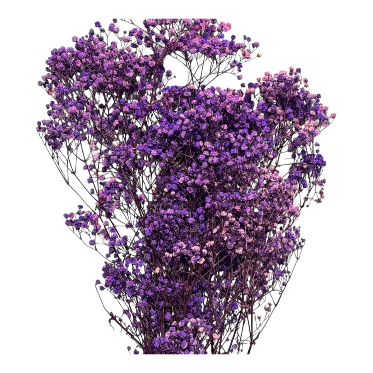 Gypsofila Purple (Buchet Criogenat) - DepozituldeCriogenati.ro