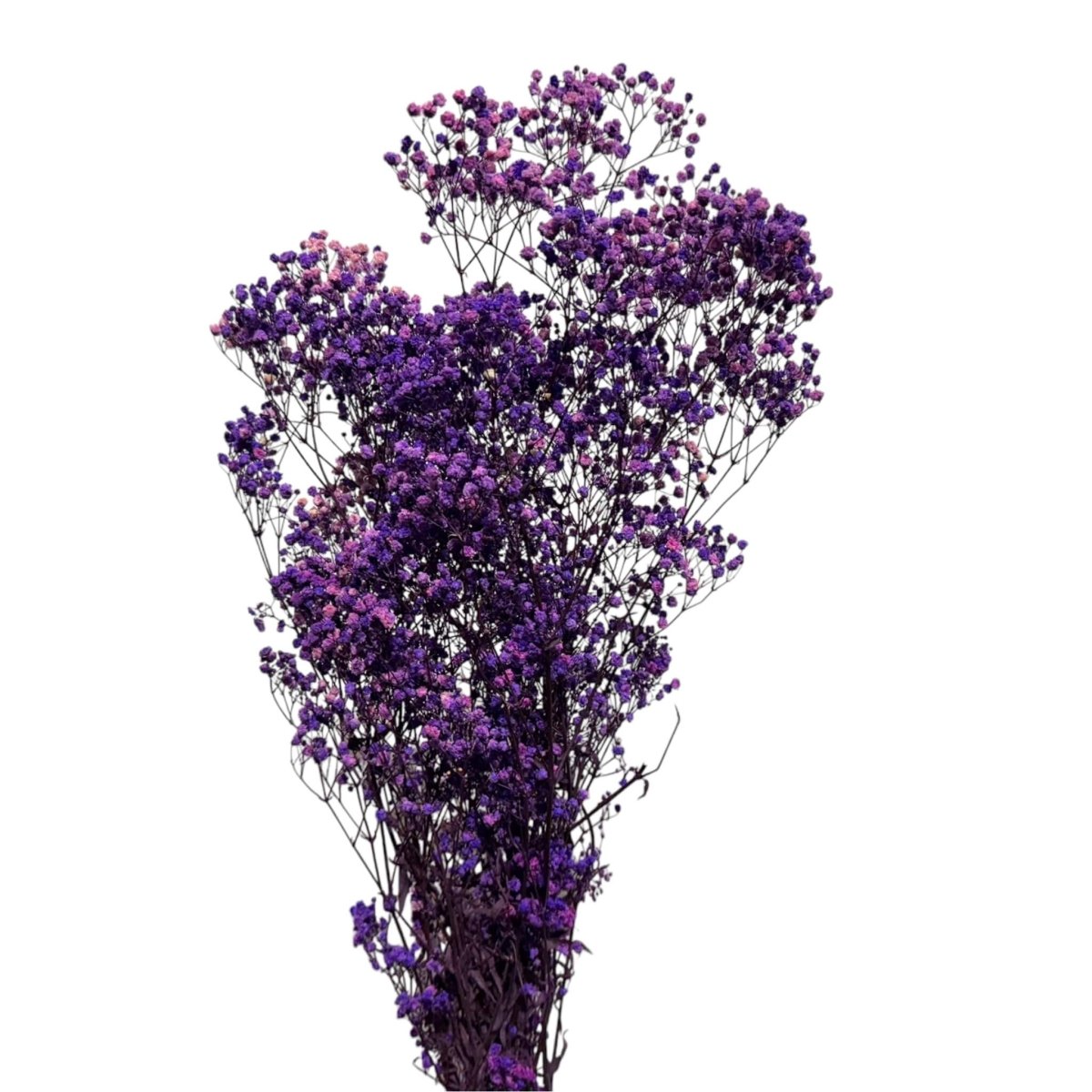 Gypsofila Purple (Buchet Criogenat) - DepozituldeCriogenati.ro