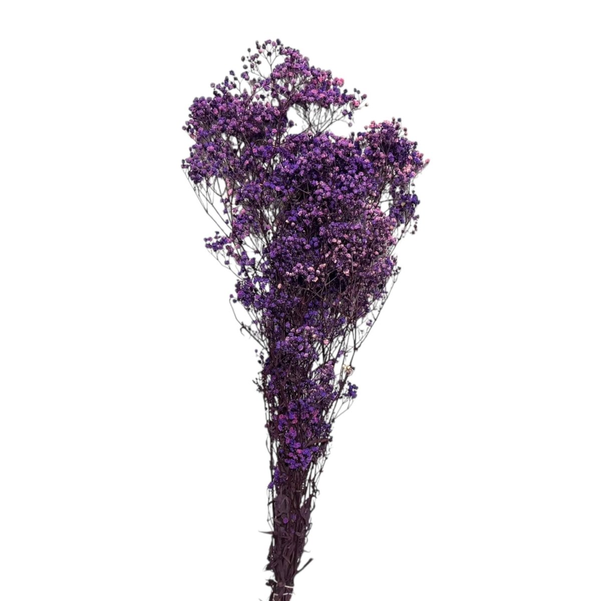 Gypsofila Purple (Buchet Criogenat) - DepozituldeCriogenati.ro