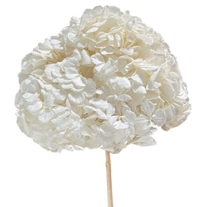 Hortensie Alba Premium RoseAmor (Buchet Criogenat) - Depozitul de Criogenati