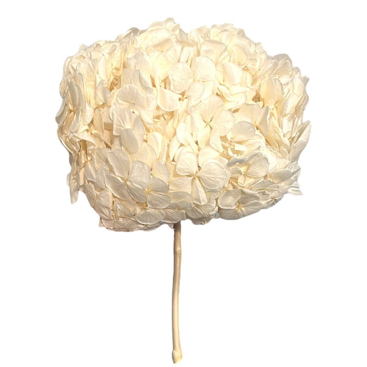 Hortensie Alba RoseAmor (Buchet Criogenat) - DepozituldeCriogenati.ro