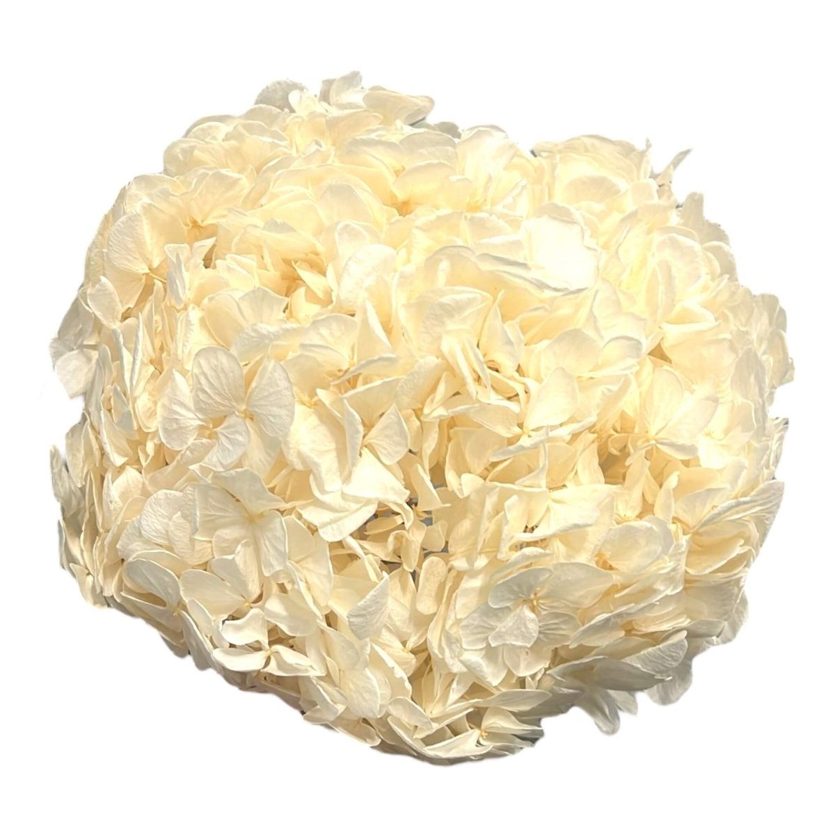 Hortensie Alba RoseAmor (Buchet Criogenat) - DepozituldeCriogenati.ro