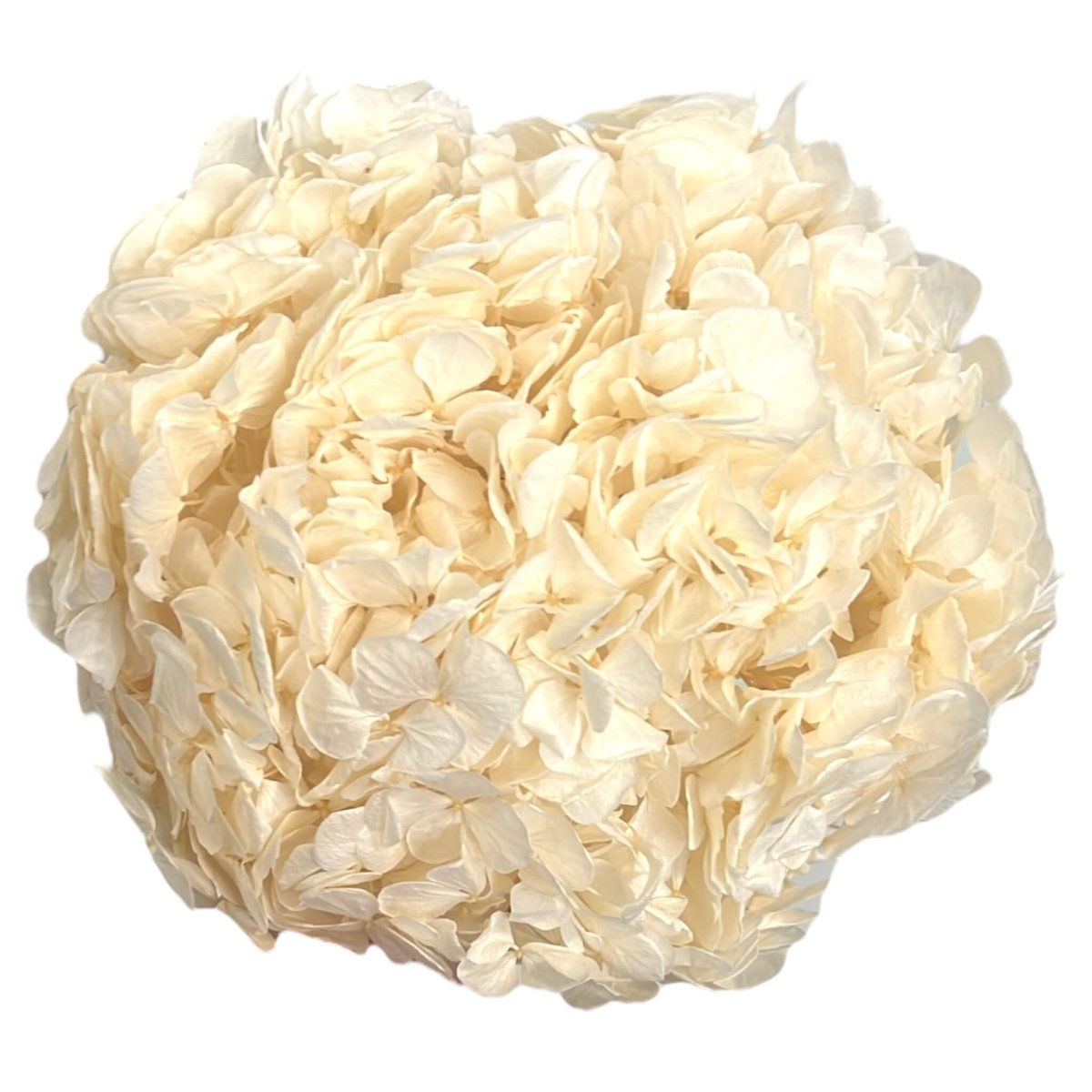 Hortensie Alba RoseAmor (Buchet Criogenat) - DepozituldeCriogenati.ro