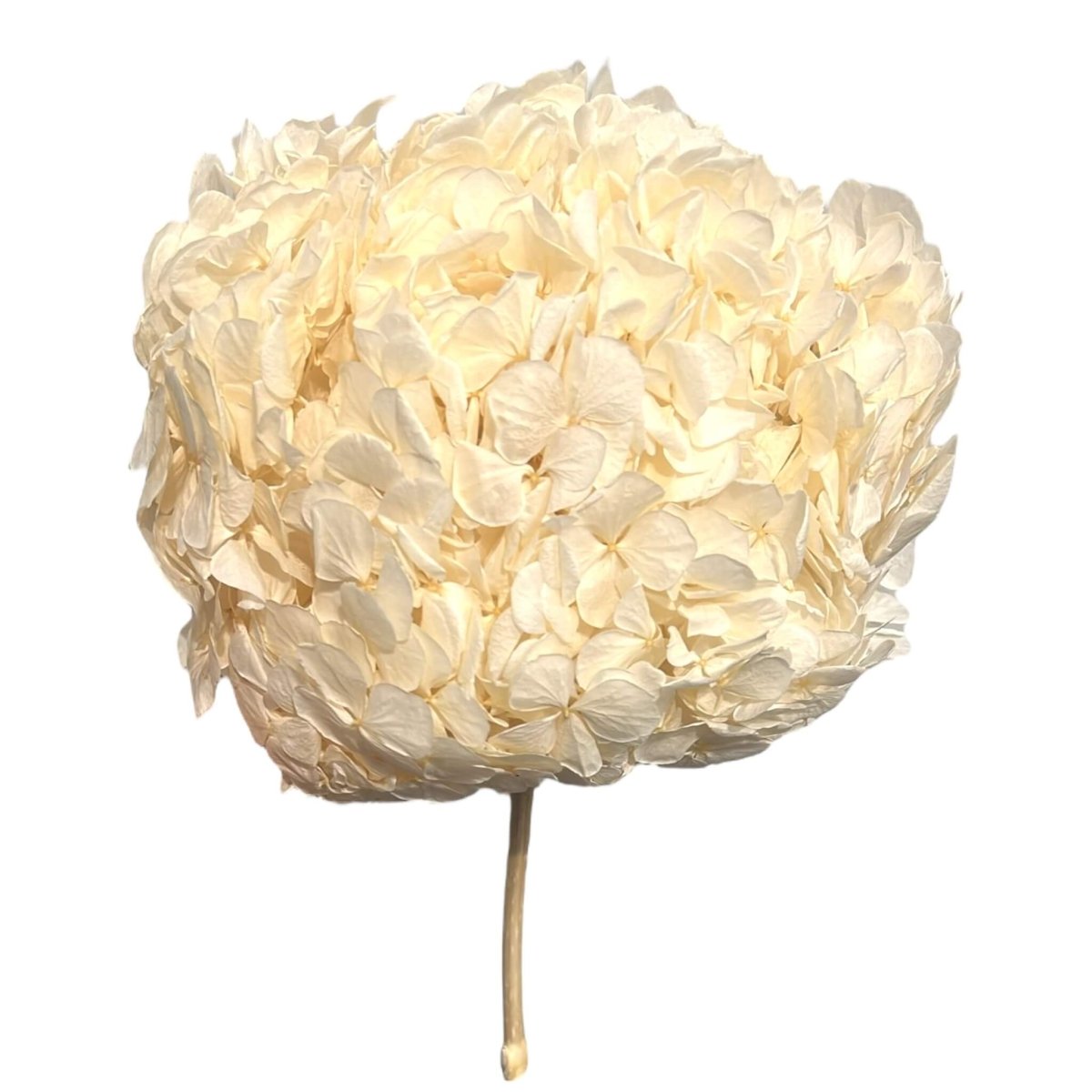 Hortensie Alba RoseAmor (Buchet Criogenat) - DepozituldeCriogenati.ro