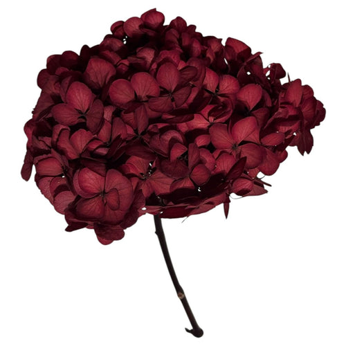 Hortensie caramiziu inchis XL RoseAmor (Buchet Criogenat) - DepozituldeCriogenati.ro