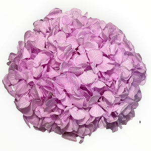 Hortensie Criogenata Premium lila NOBEL LILIAC LULU - Depozitul de Criogenati