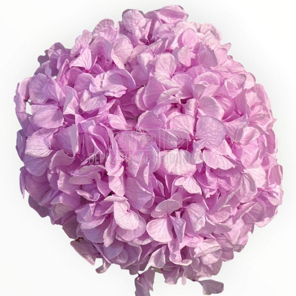 Hortensie Criogenata Premium lila NOBEL LILIAC LULU - Depozitul de Criogenati