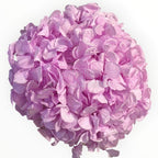 Hortensie Criogenata Premium lila NOBEL LILIAC LULU - Depozitul de Criogenati