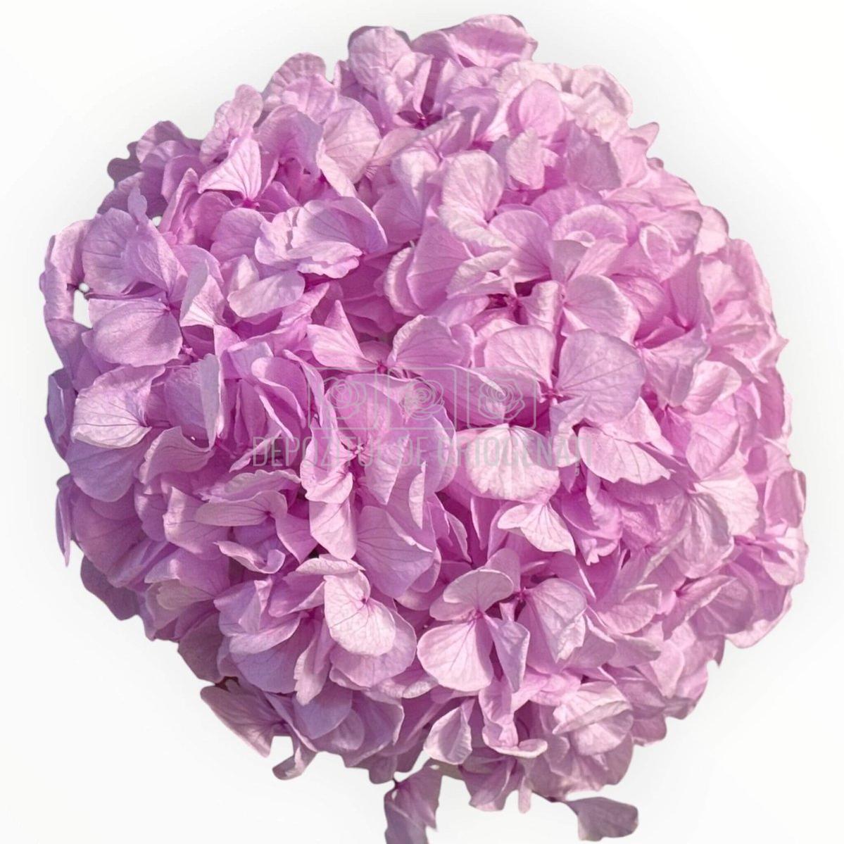 Hortensie Criogenata Premium lila NOBEL LILIAC LULU - Depozitul de Criogenati