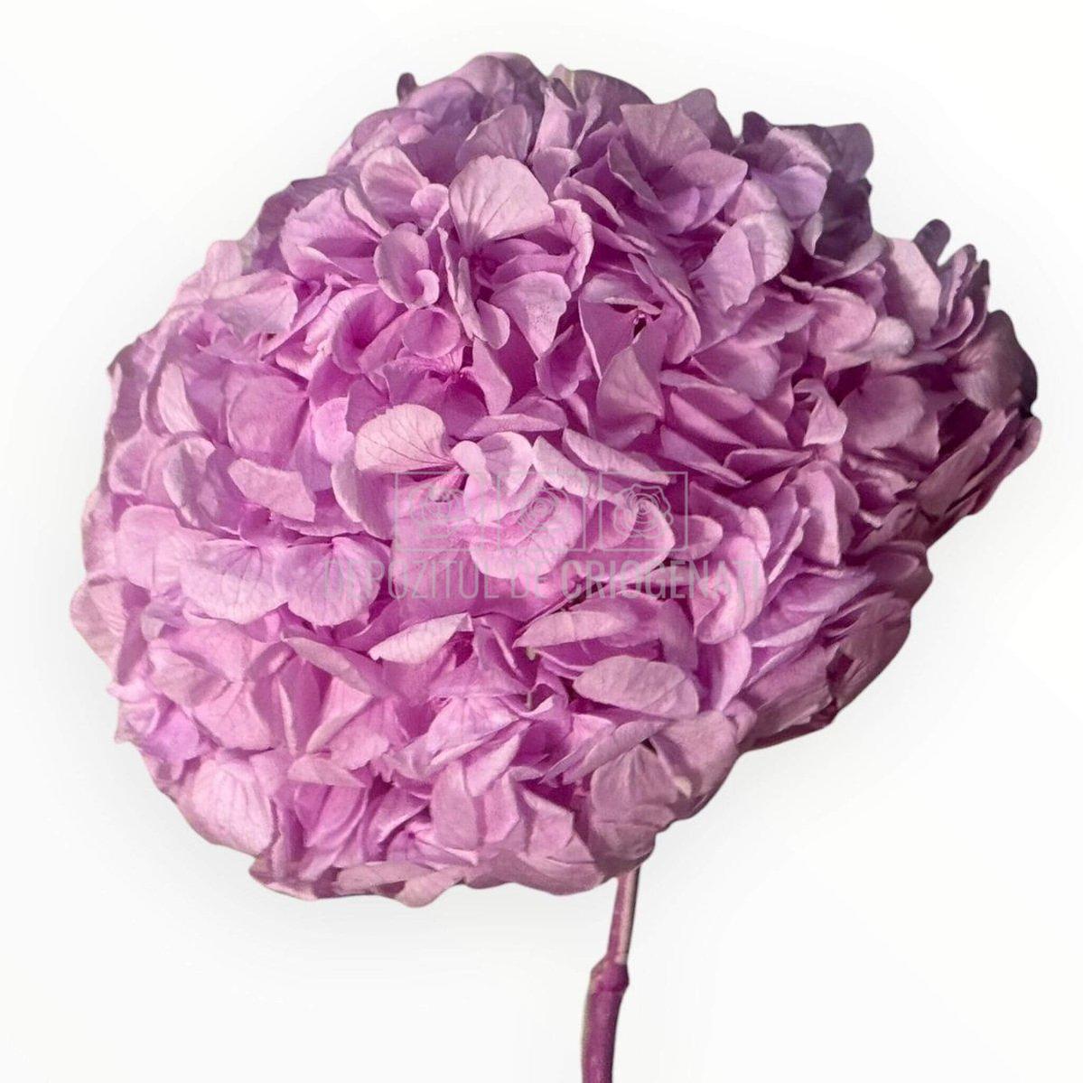 Hortensie Criogenata Premium lila NOBEL LILIAC LULU - Depozitul de Criogenati