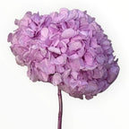 Hortensie Criogenata Premium lila NOBEL LILIAC LULU - Depozitul de Criogenati