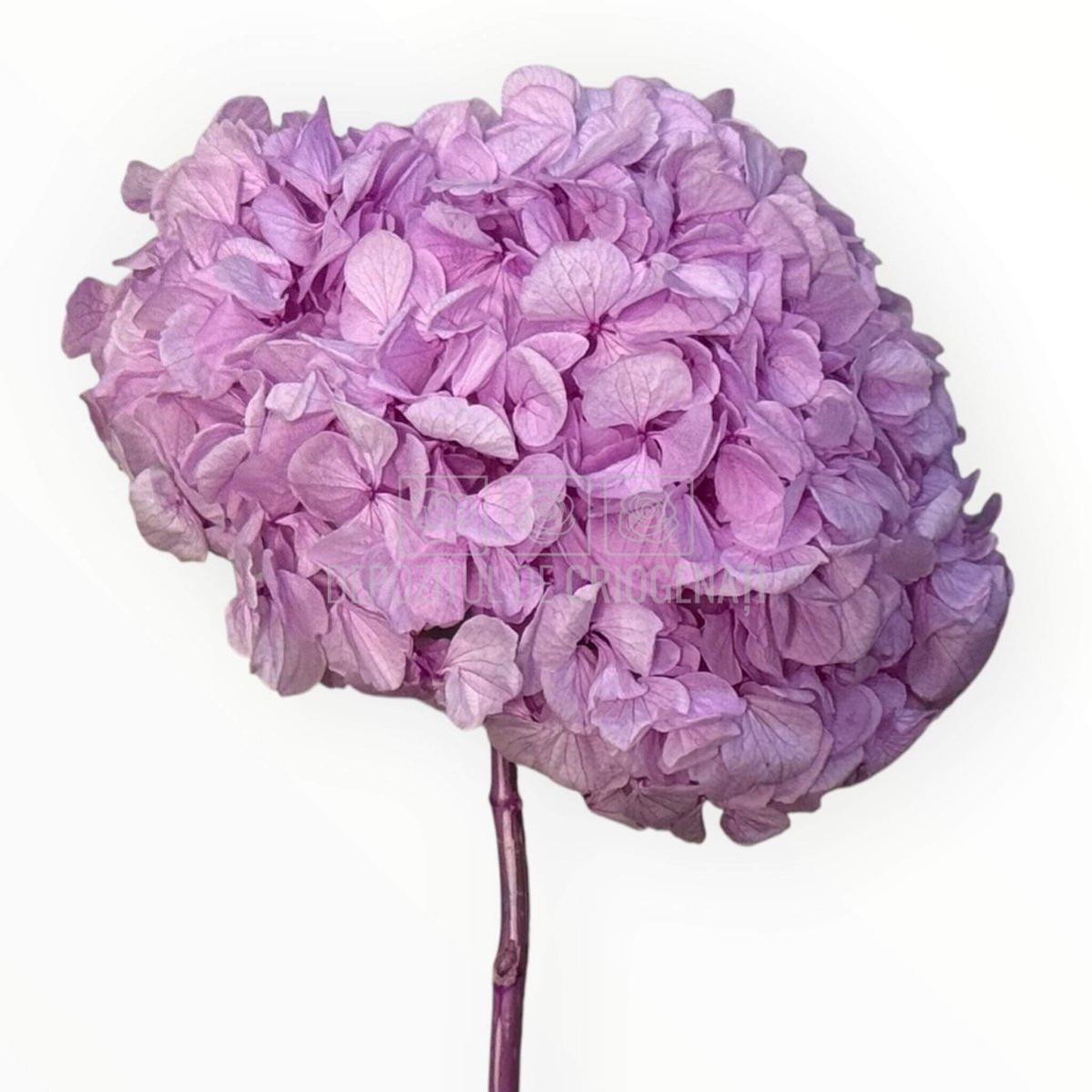 Hortensie Criogenata Premium lila NOBEL LILIAC LULU - Depozitul de Criogenati