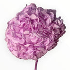 Hortensie Criogenata Premium lila NOBEL LILIAC LULU - Depozitul de Criogenati