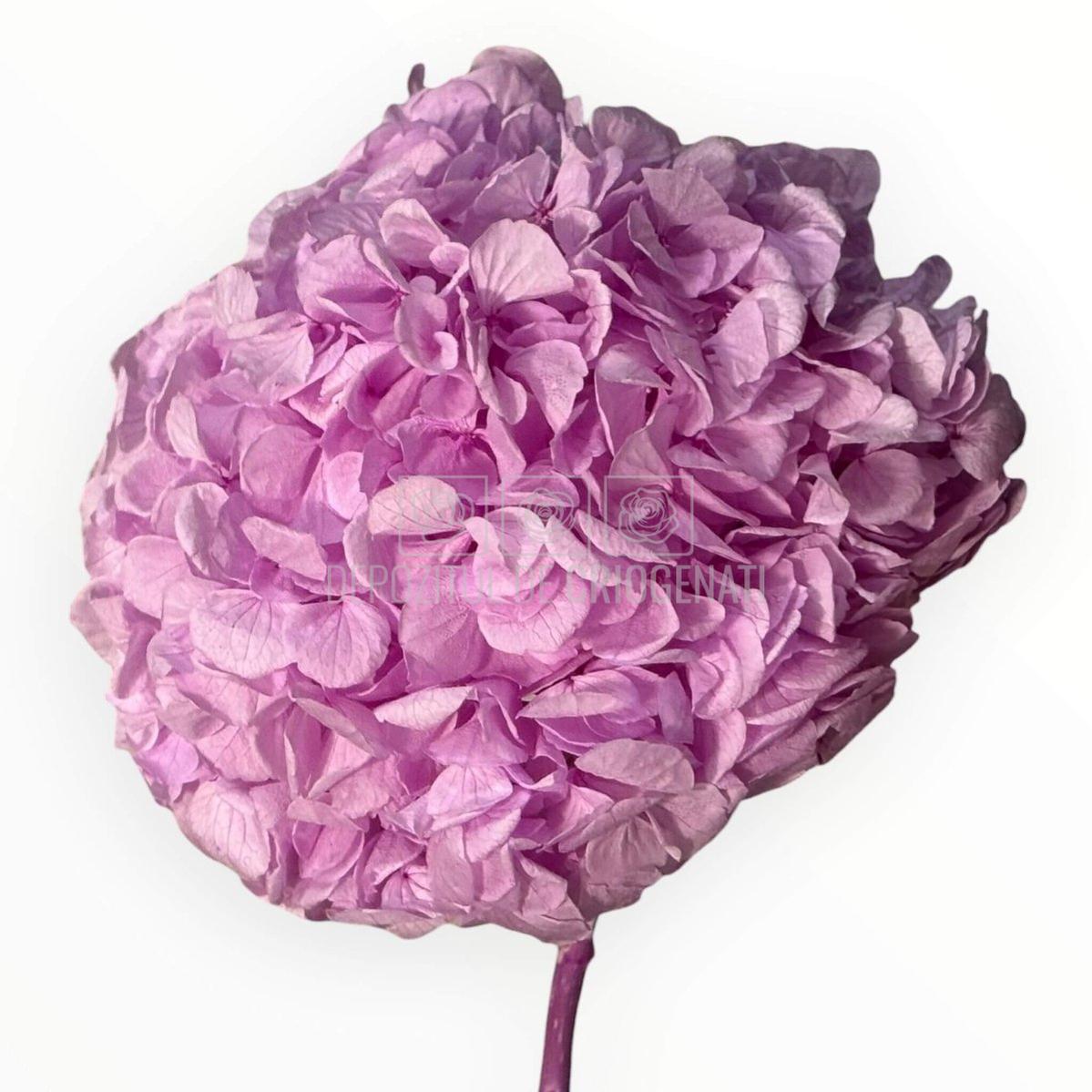 Hortensie Criogenata Premium lila NOBEL LILIAC LULU - Depozitul de Criogenati