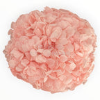 Hortensie Criogenata Premium Roz DELICATE BABY PINK LULU - Depozitul de Criogenati