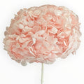 Hortensie Criogenata Premium Roz DELICATE BABY PINK LULU - Depozitul de Criogenati