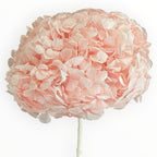 Hortensie Criogenata Premium Roz DELICATE BABY PINK LULU - Depozitul de Criogenati