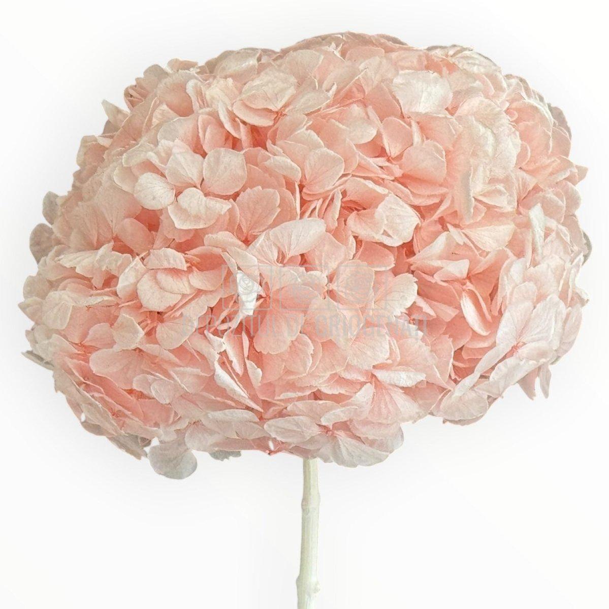 Hortensie Criogenata Premium Roz DELICATE BABY PINK LULU - Depozitul de Criogenati