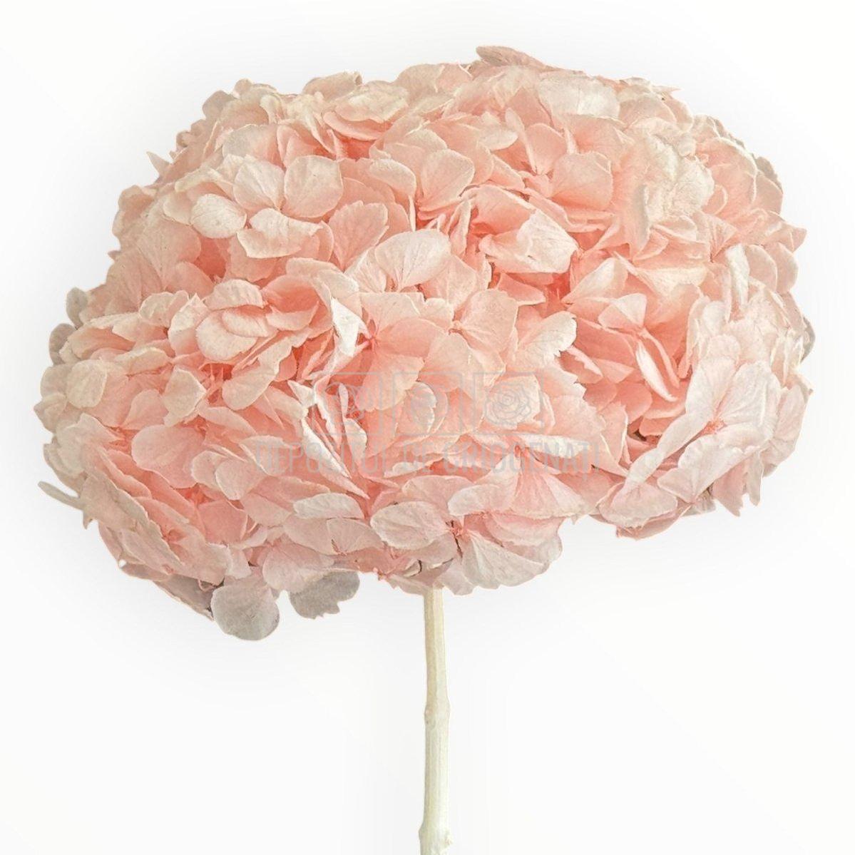 Hortensie Criogenata Premium Roz DELICATE BABY PINK LULU - Depozitul de Criogenati