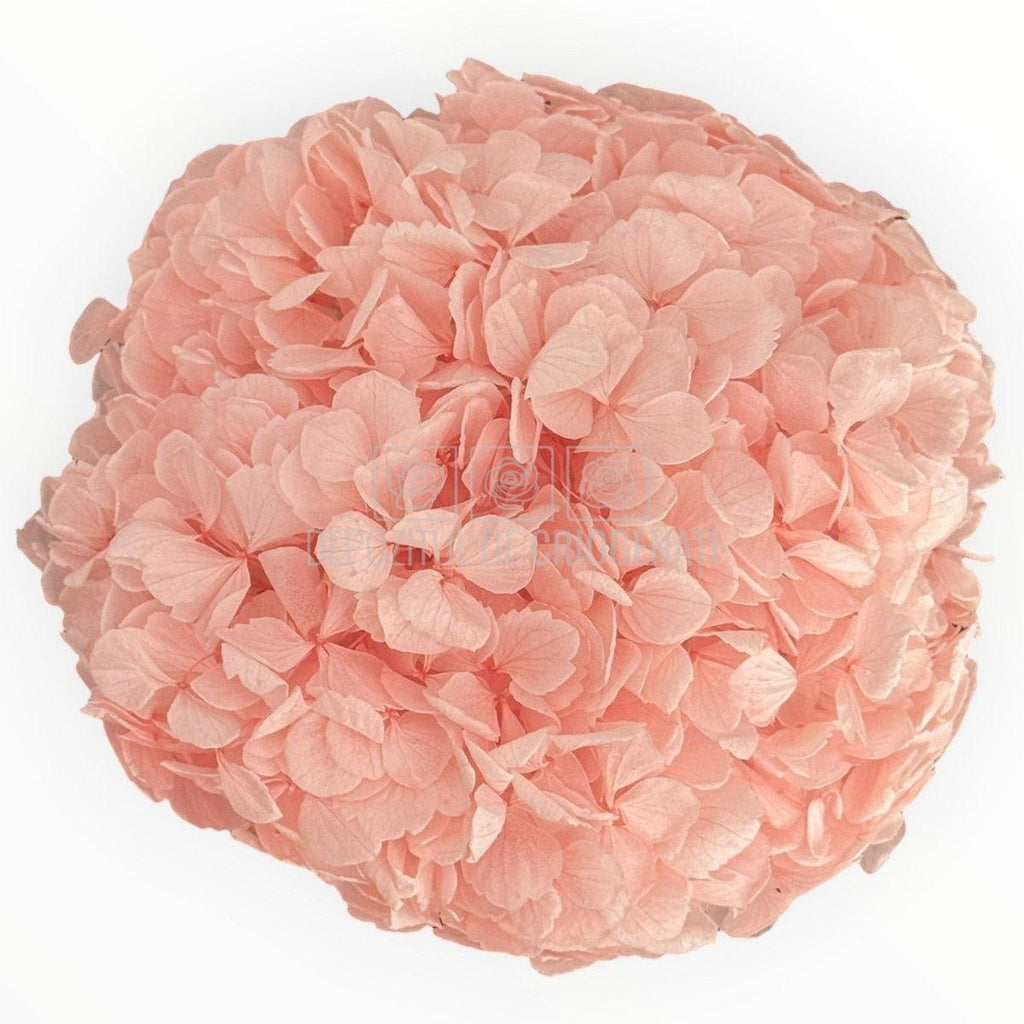 Hortensie Criogenata Premium Roz DELICATE BABY PINK LULU - Depozitul de Criogenati