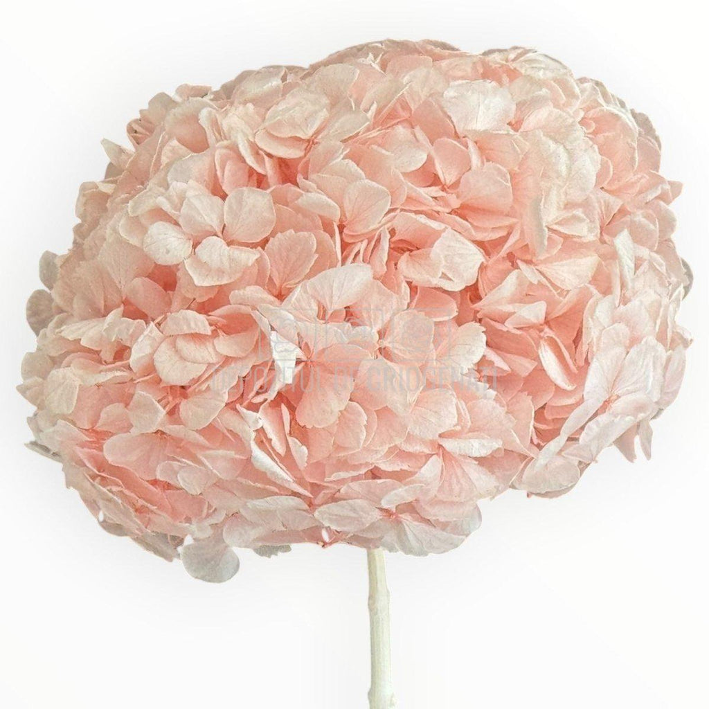 Hortensie Criogenata Premium Roz DELICATE BABY PINK LULU - Depozitul de Criogenati